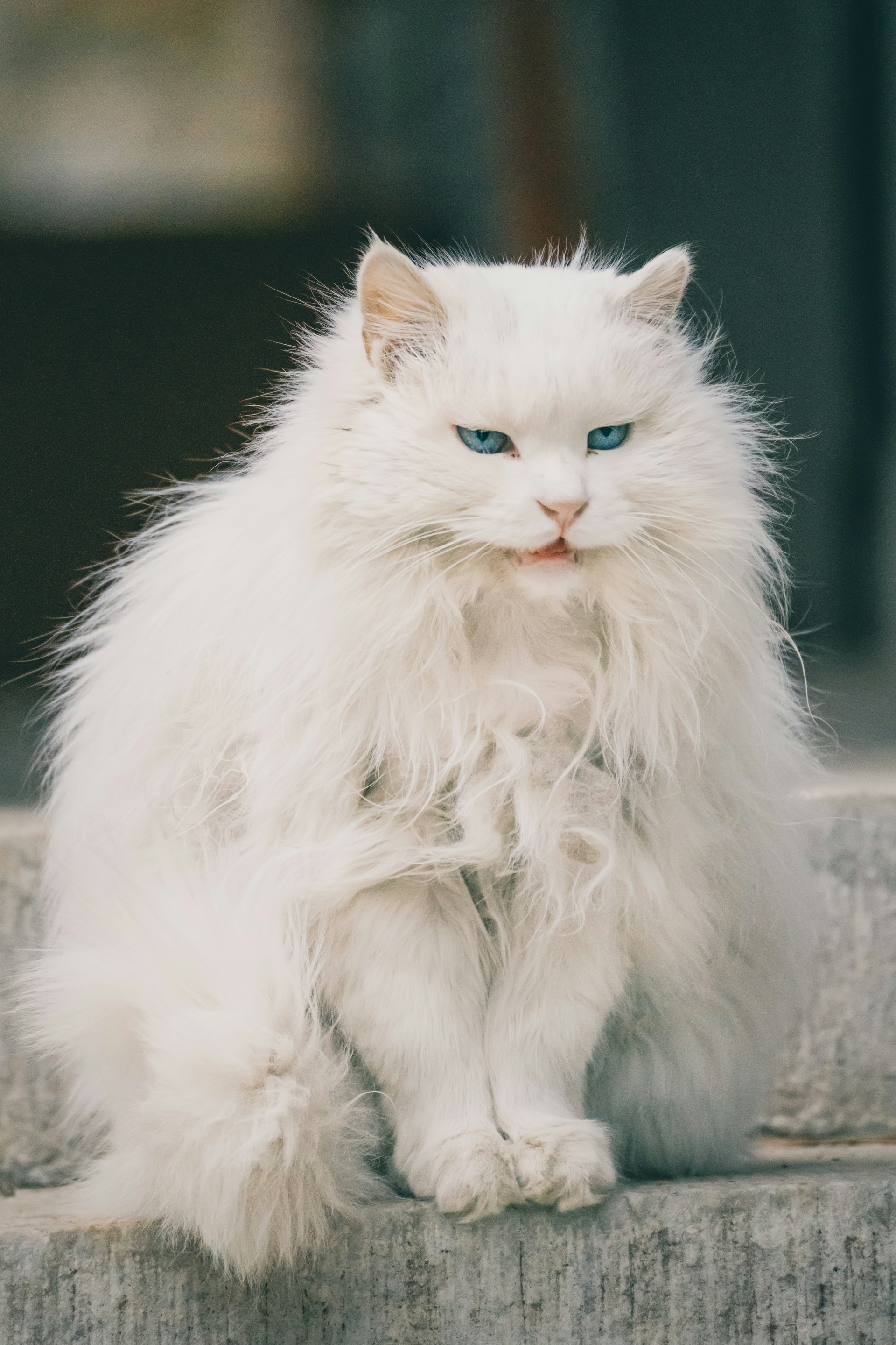 A randomly chosen adorable cat